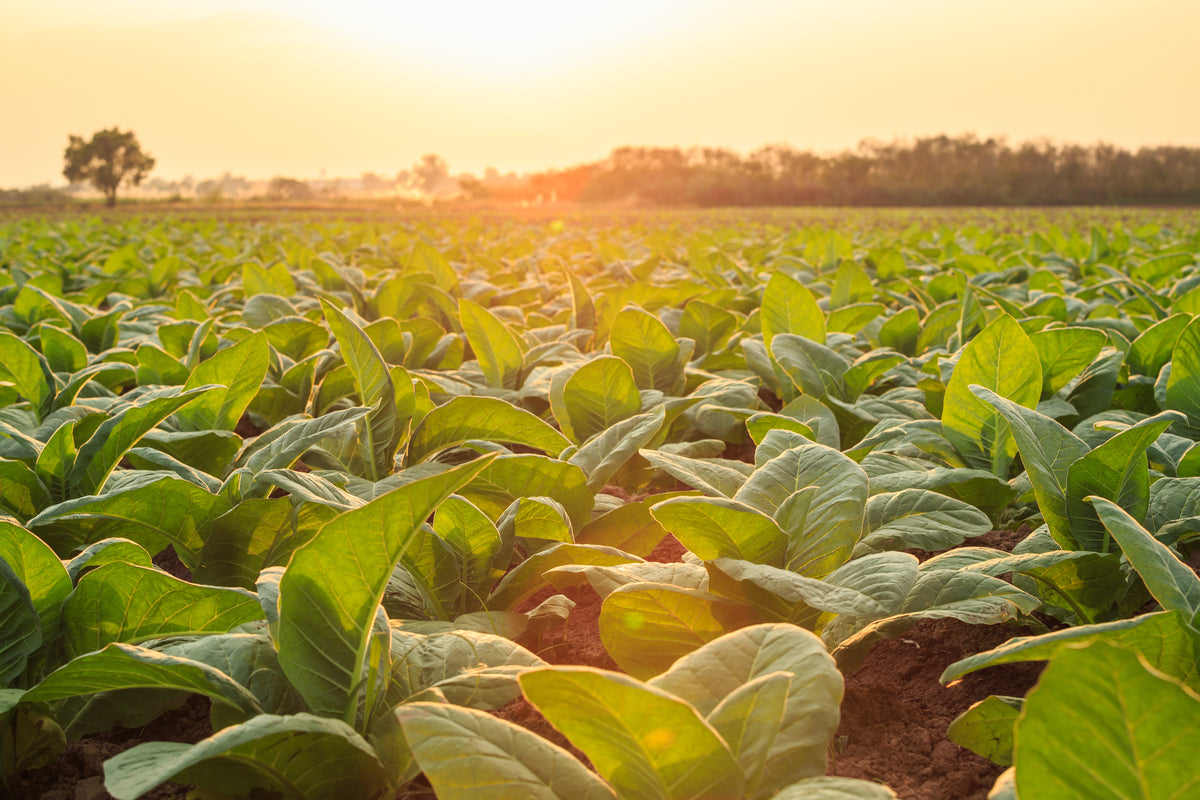 Tobacco field with sunset in the background